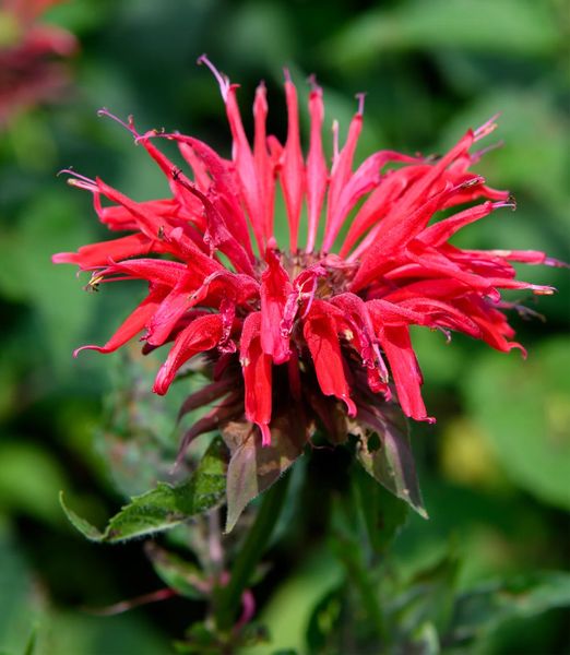 Monarda 'Gardenview Scarlet'